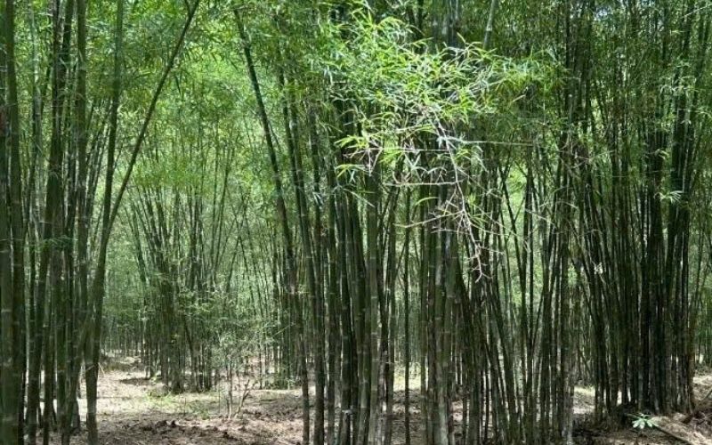 Bamboo Legend OEM Furniture Manufacturing Process
